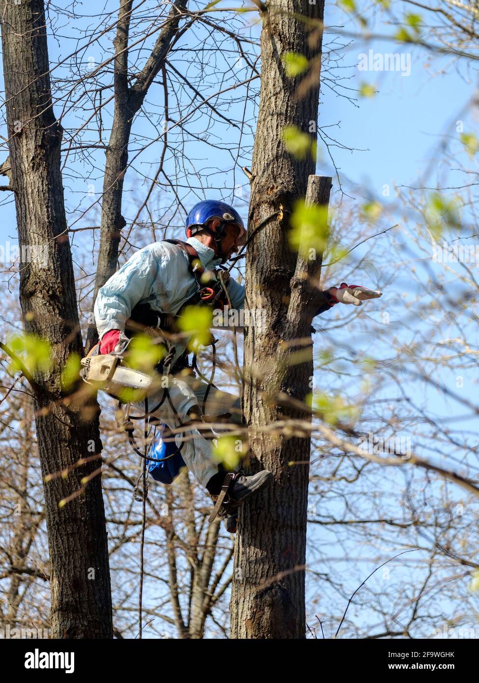 Mosca. Russia. 17 aprile 2021. Un lavoratore in un casco è appeso a corde sulla cima di un albero e taglia un ramo con una motosega. Ringiovanimento di Foto Stock