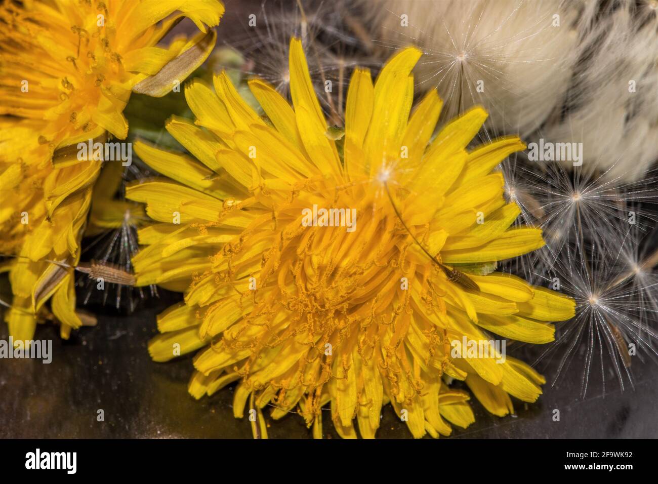 Macro foto di fiori gialli del dente di leone con semi sullo sfondo. Foto Stock