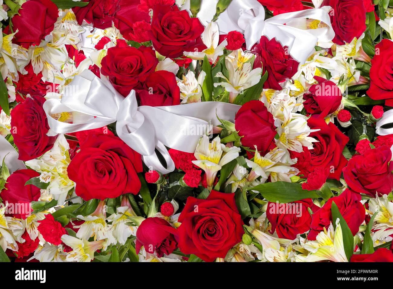 Rosa rossa e giallo peruviano modello con arco bianco. Foto Stock