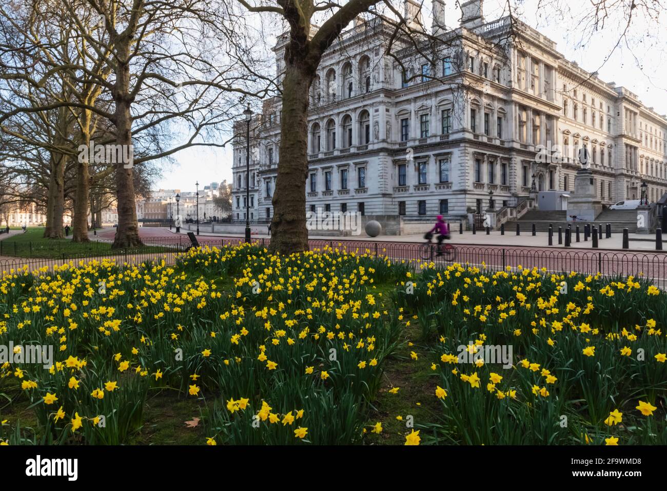 Inghilterra, Londra, Westminster, Whitehall, St.James's Park e ufficio straniero e del Commonwealth con Daffodils in primavera Foto Stock