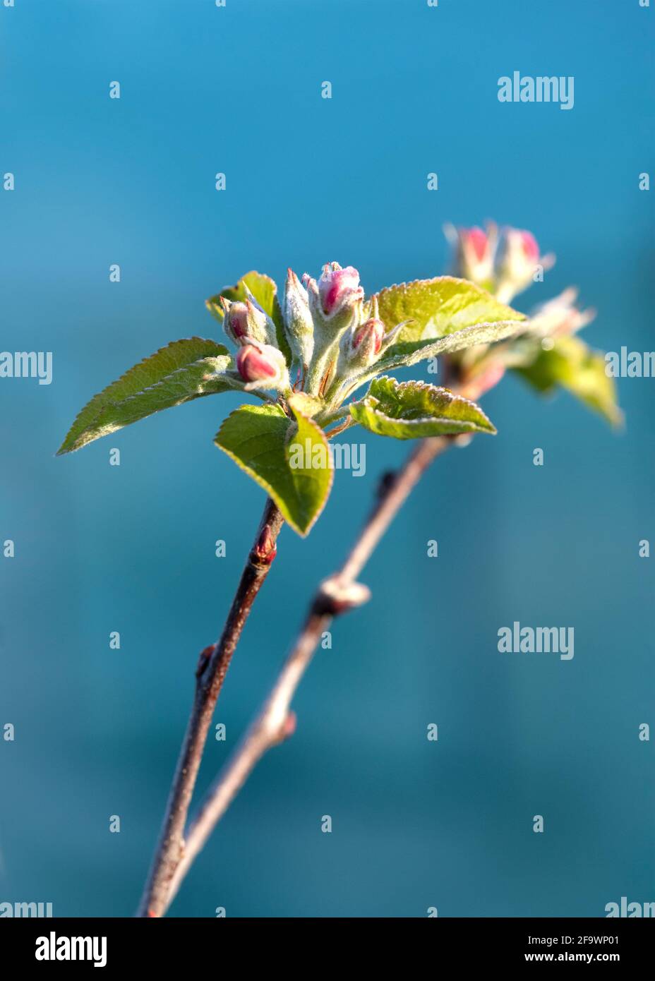 abbastanza primo piano su macro di fiori di mela in erba sparato dentro luce della primavera del mattino con uno sfondo blu su cui è possibile copiare lo spazio in alto Foto Stock