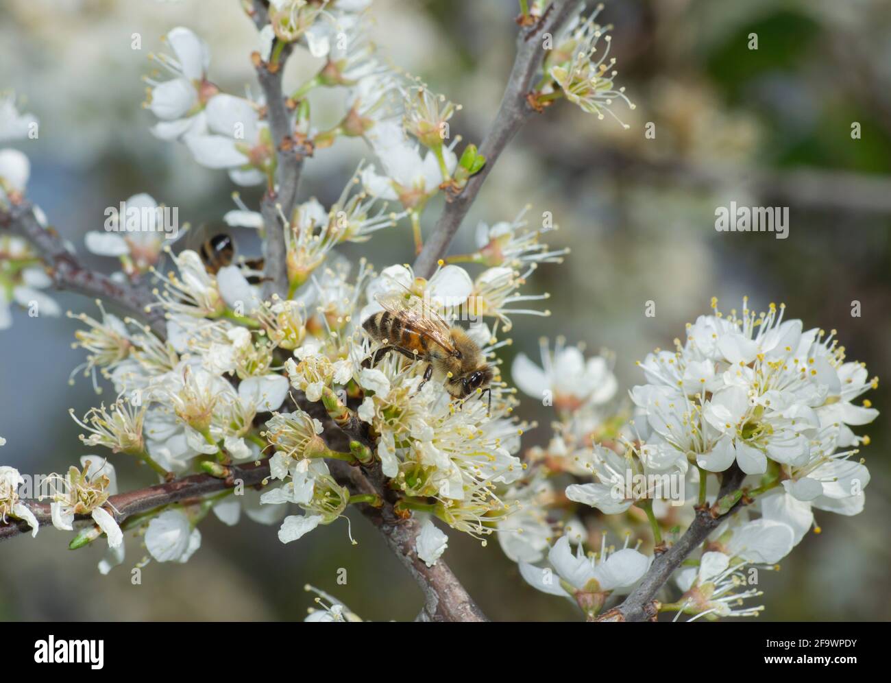 Ape di miele che raccoglie polline di ape da fiore bianco. Sfondo a molla Foto Stock