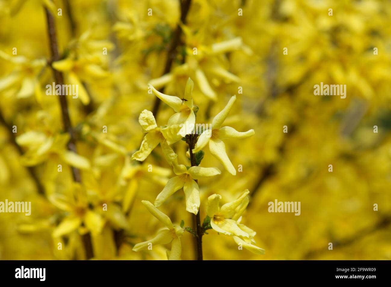 Forsite di bordo su sfondo giallo Foto Stock
