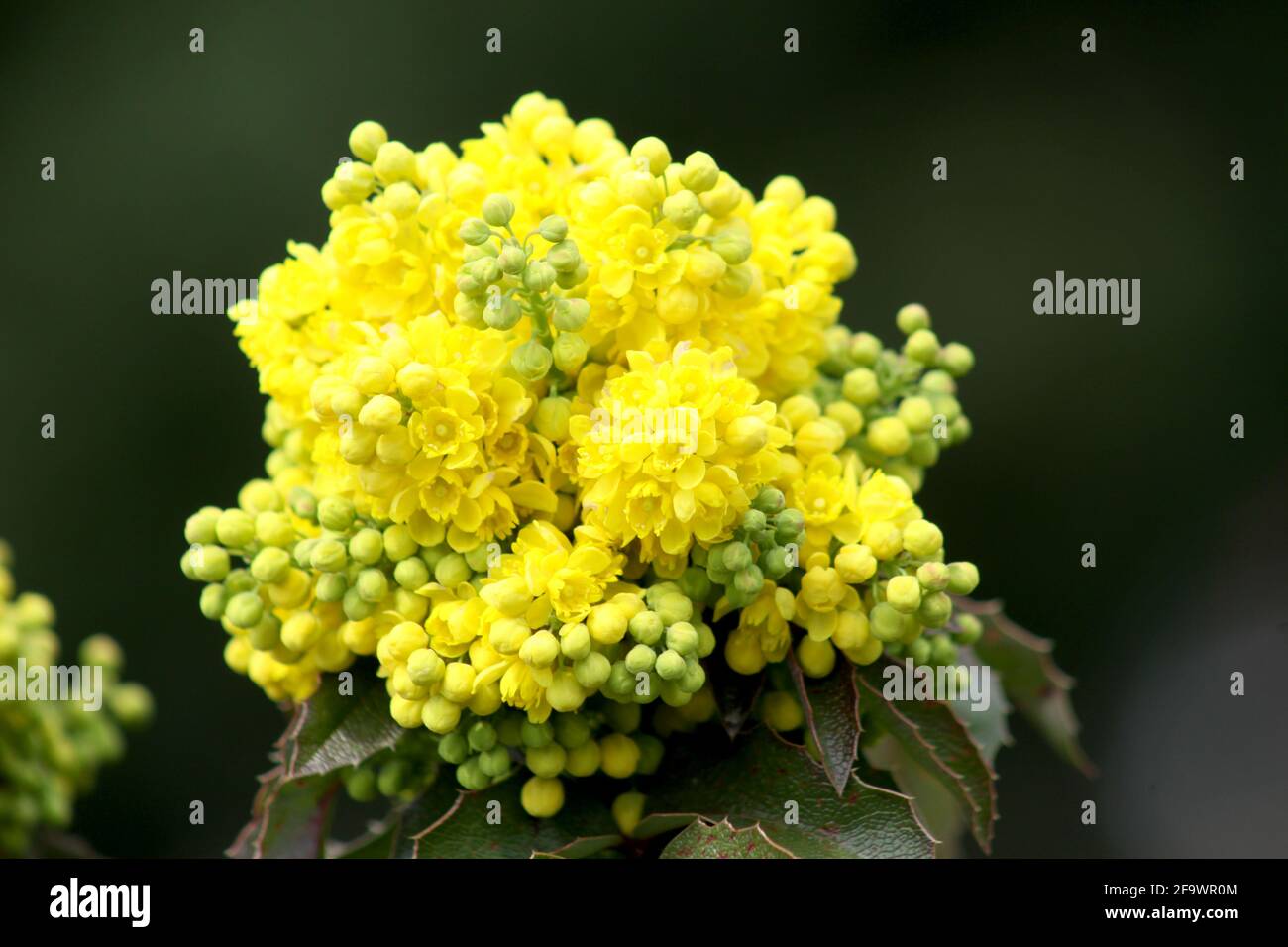 L'uva gialla dell'oregon in chiocciole di fiore Foto Stock