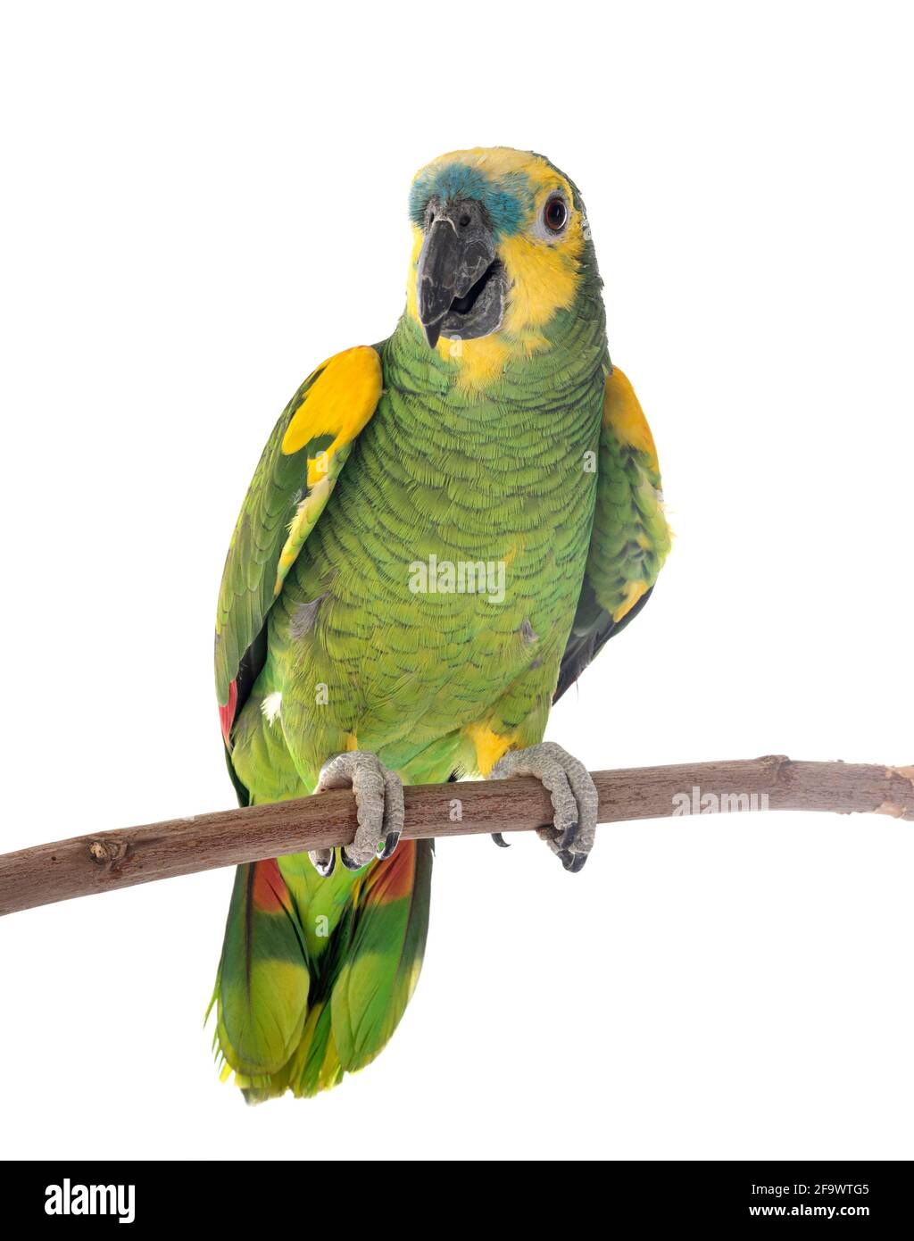 amazzonia turchese di fronte a sfondo bianco Foto Stock