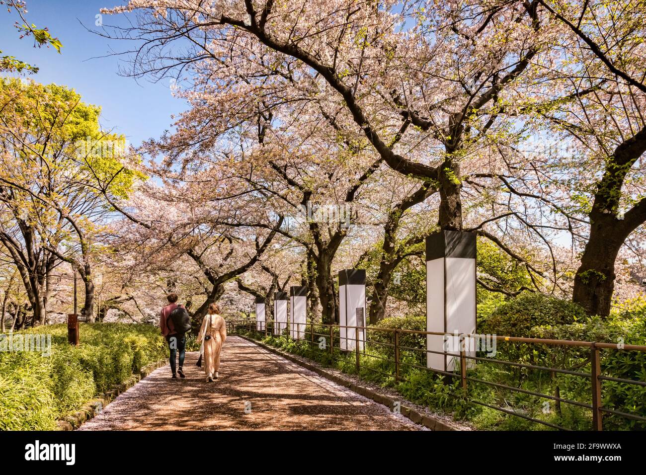 9 aprile 2019: Tokyo, Giappone - camminando accanto al fossato del Palazzo Imperiale, Tokyo, nella stagione della fioritura dei ciliegi. Foto Stock