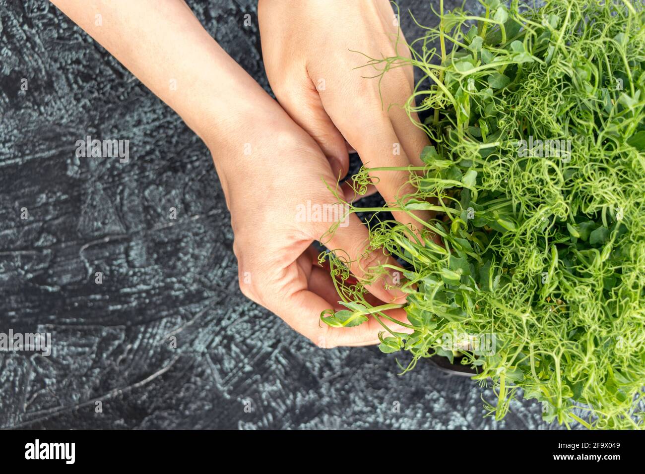 Closeup mani femminili Puck giovani germogli di piselli o fagioli. Insalata verde, succosa, fresca in contenitore su fondo nero testurizzato. Concetto di cibo sano. Foto Stock