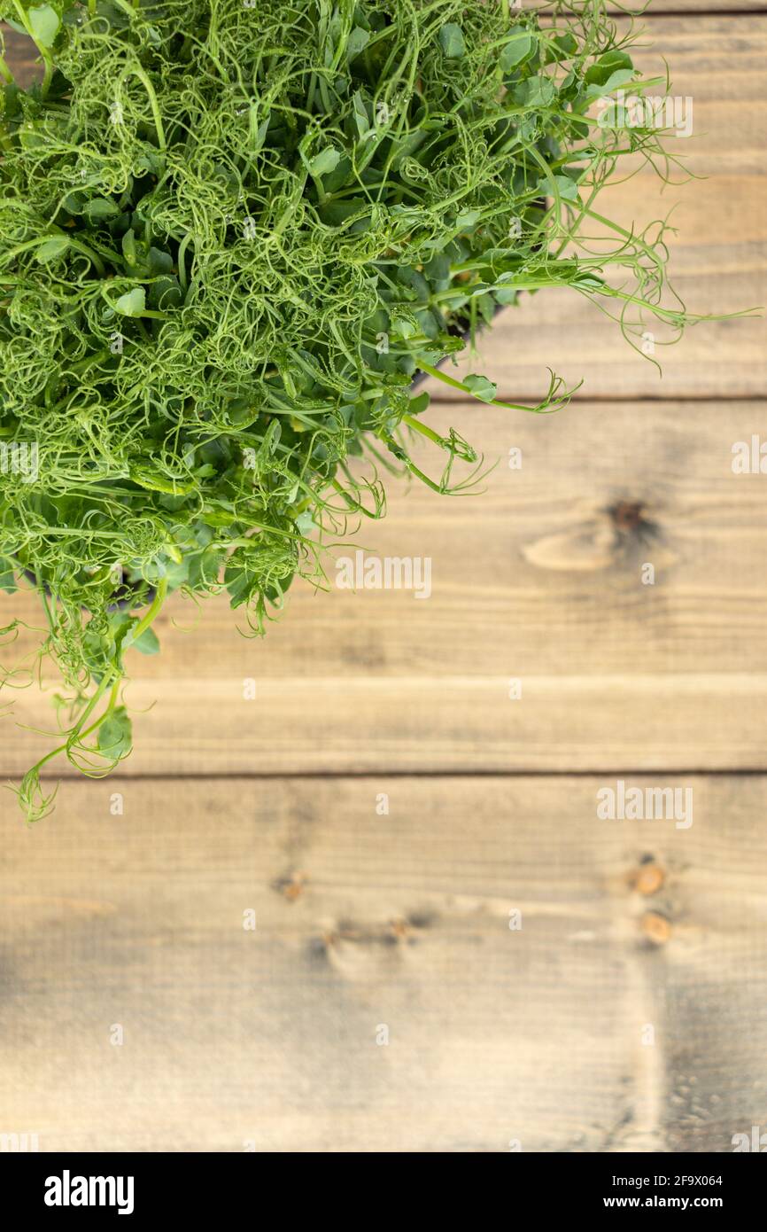 piccoli germogli di piselli o fagioli in un contenitore. insalata verde, succosa, fresca su sfondo di legno. concetto di cibo sano. Foto Stock