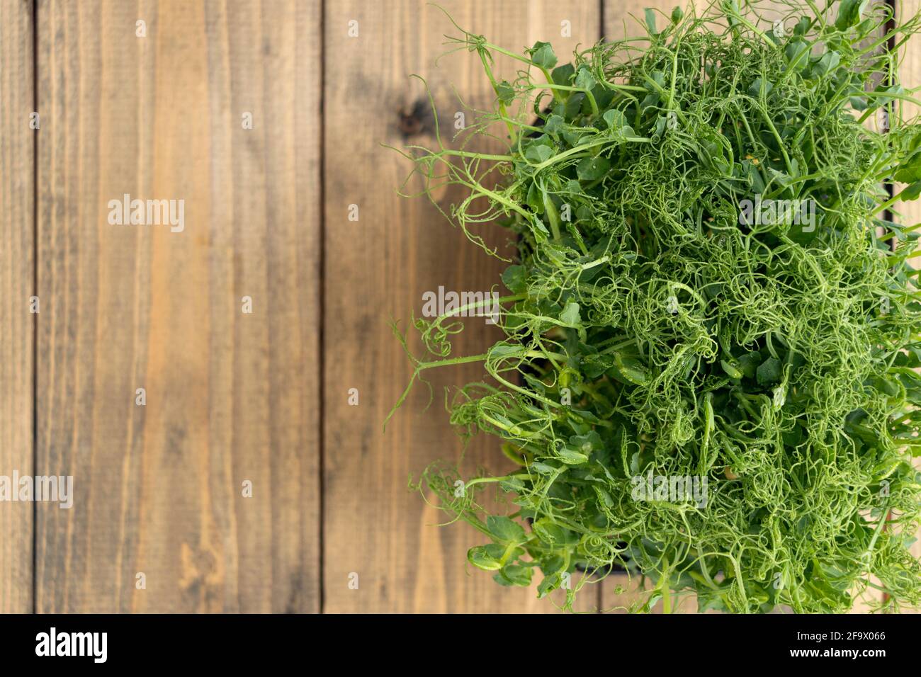 piccoli germogli di piselli o fagioli in un contenitore. insalata verde, succosa, fresca su sfondo di legno. concetto di cibo sano. Foto Stock