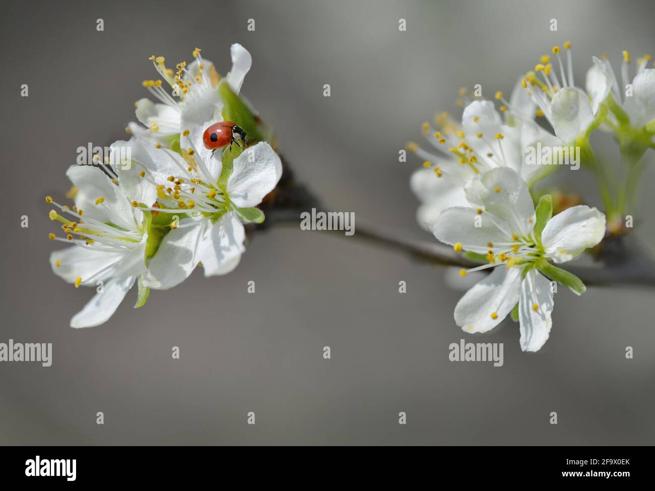 Ladybug sui fiori di prugne Foto Stock