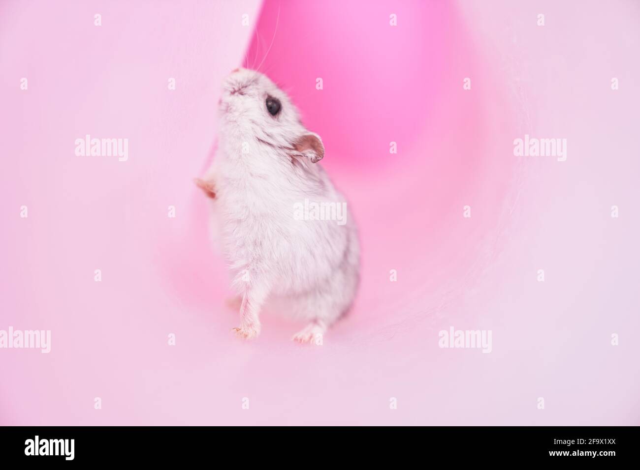 Criceto grigio Dzungarian in un tubo su sfondo rosa. Criceto alla ricerca di una via d'uscita. Foto di alta qualità Foto Stock