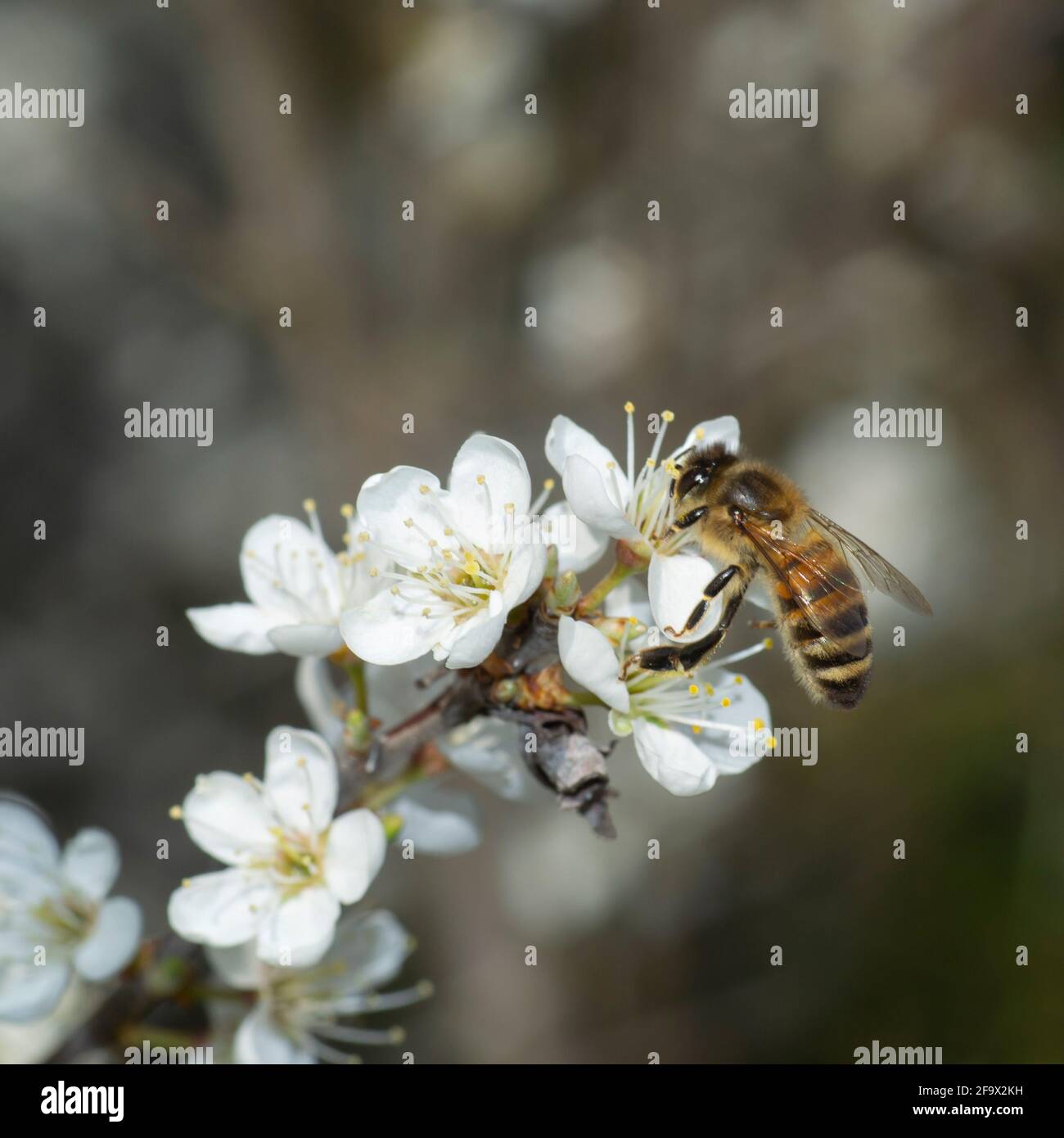 Ape di miele che raccoglie polline di ape da fiore bianco. Sfondo a molla Foto Stock
