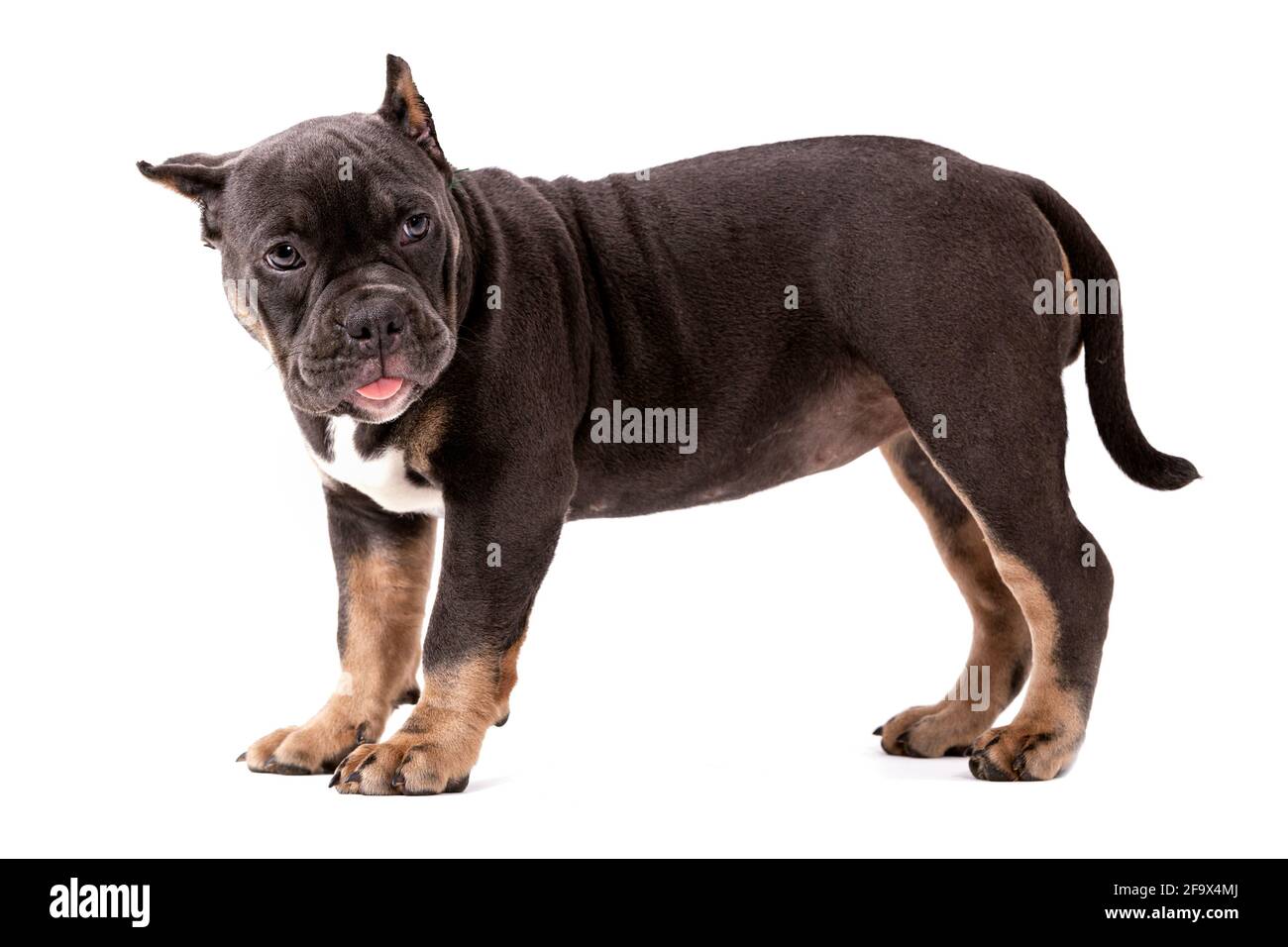 Un cucciolo della razza americana Bully del colore tricolore. Una razza di cane compagno di nuova creazione negli Stati Uniti. Isolato su sfondo bianco, c Foto Stock