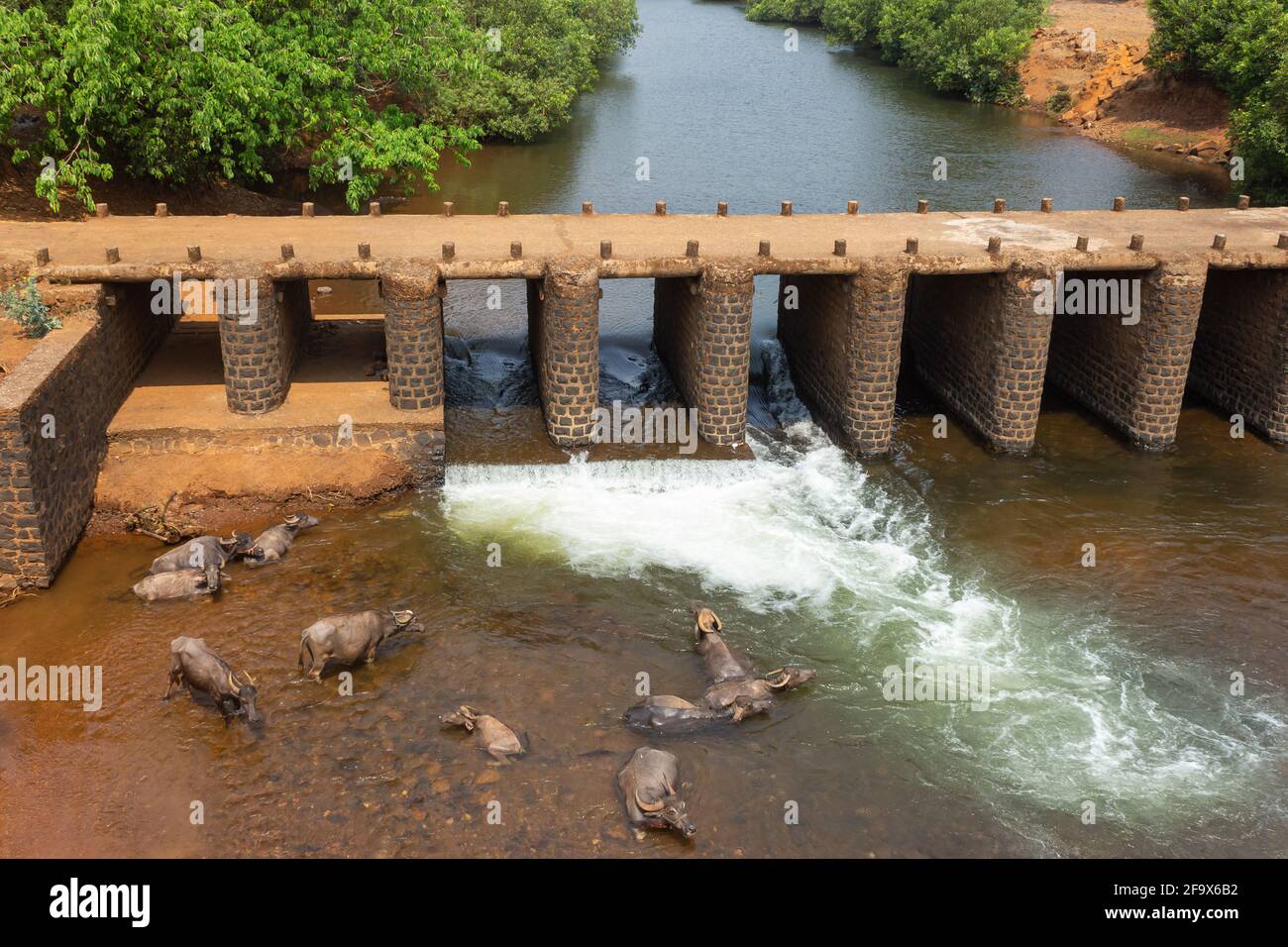 Bufali seduti nel fiume durante le calde giornate estive, fiume Kajali, Ratnagiri, Maharashtra, India. Foto Stock