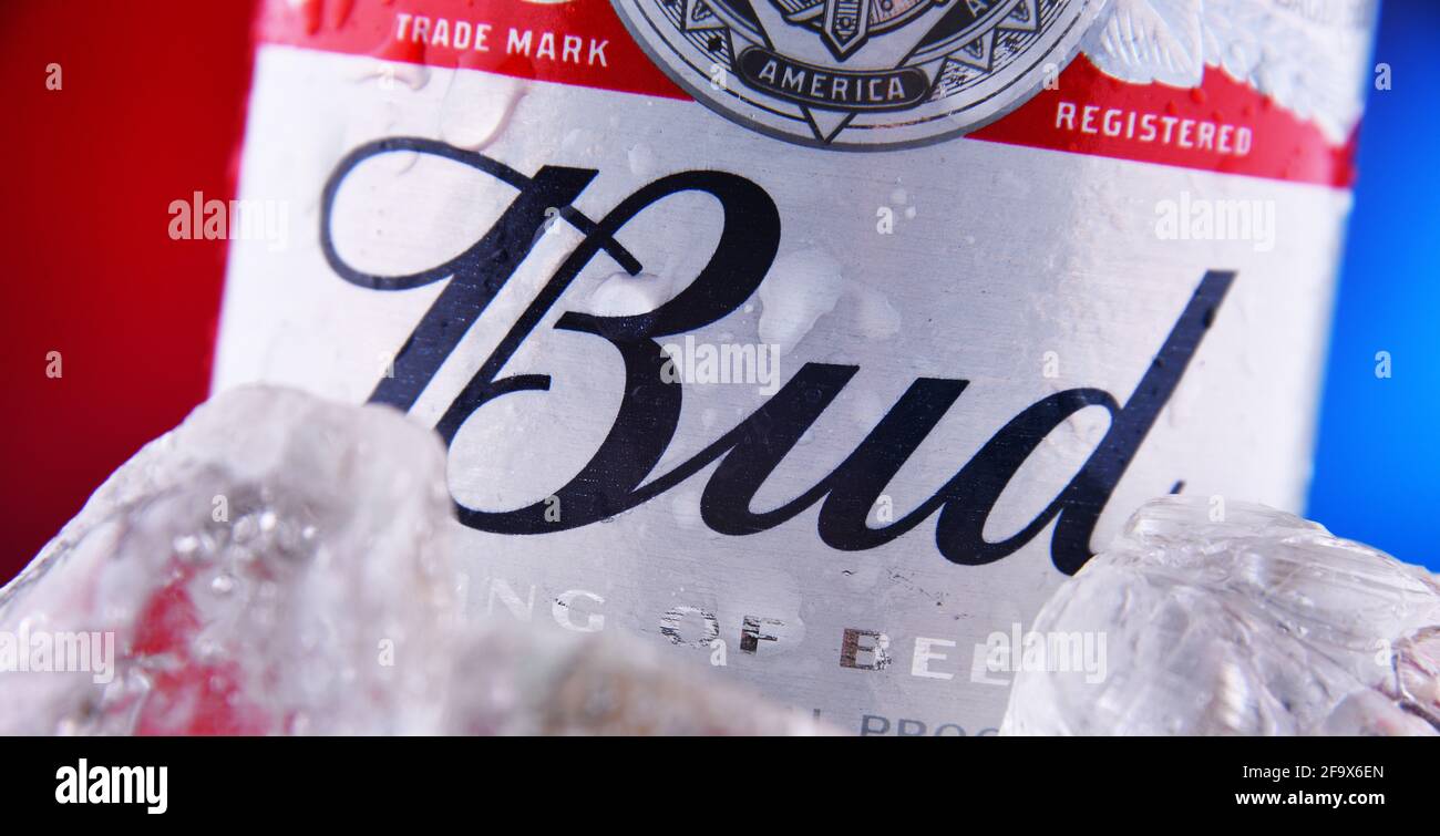 POZNAN, POL - 18 FEBBRAIO 2021: Bottiglia di birra Bud, una lager pallida in stile americano prodotta da Anheuser-Busch, introdotta a St. Louis, Missouri nel 1876. Foto Stock