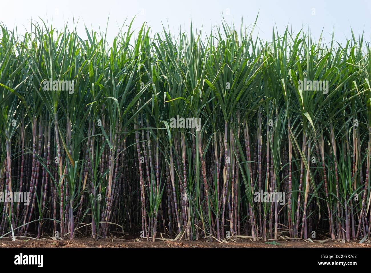 Campo di canna da zucchero con raccolto coltivato, Kolhapur, Maharashtra, India. Foto Stock
