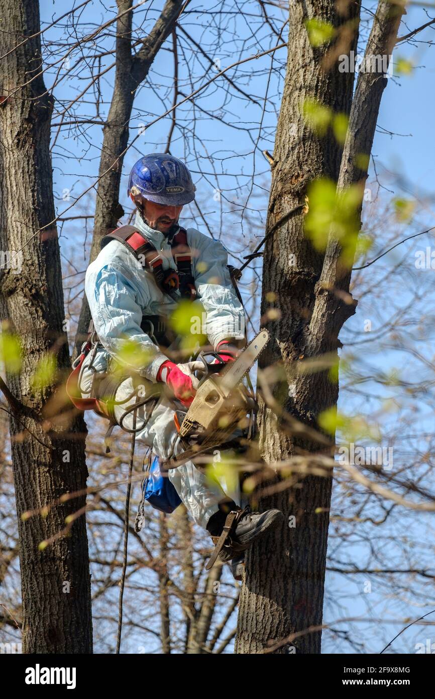 Mosca. Russia. 17 aprile 2021. Un lavoratore in un casco è appeso a corde sulla cima di un albero e taglia un ramo con una motosega. Ringiovanimento di Foto Stock