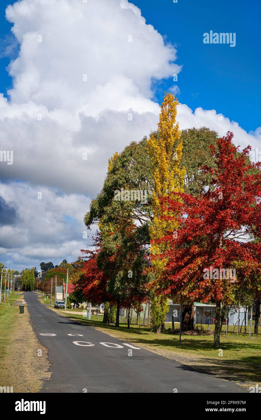 Grande albero con fogliame autunnale rosso e giallo lungo la strada. Ben Lomond, New England Tablelands. NSW Australia Foto Stock