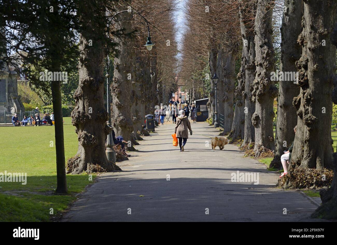 Canterbury, Kent, Regno Unito. Dane John Park - viale di alberi Foto Stock
