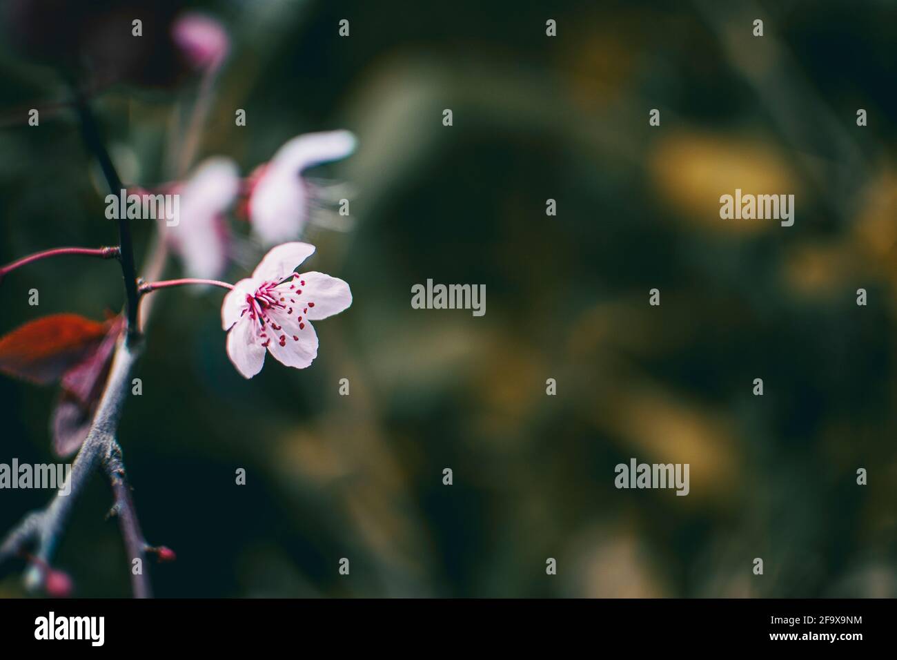 Close-up di piccoli luce rosa fiori di Prunus cerasifera Foto Stock