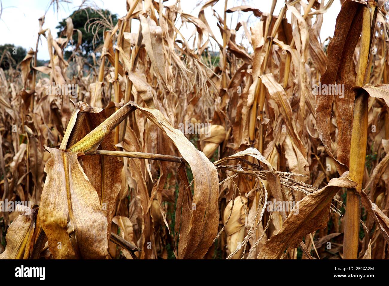 Prodotto mais guasto, immagine del cambiamento climatico Foto Stock