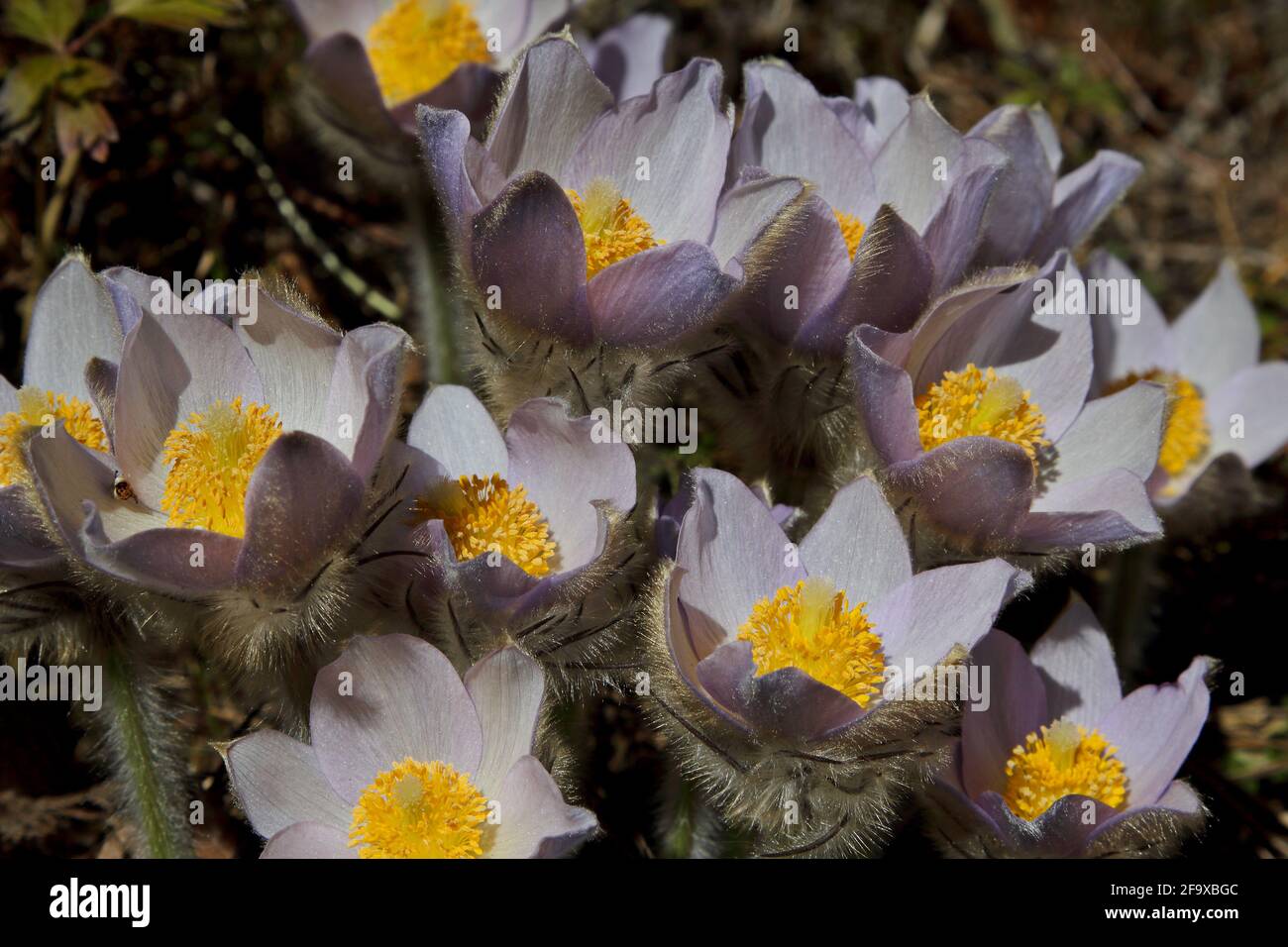 Bella protetta e raro fiore Pulsatilla patens e i suoi ibridi con pulsatilla vernalis fiorente solo in alcune zone del sud Finlands FORE Foto Stock