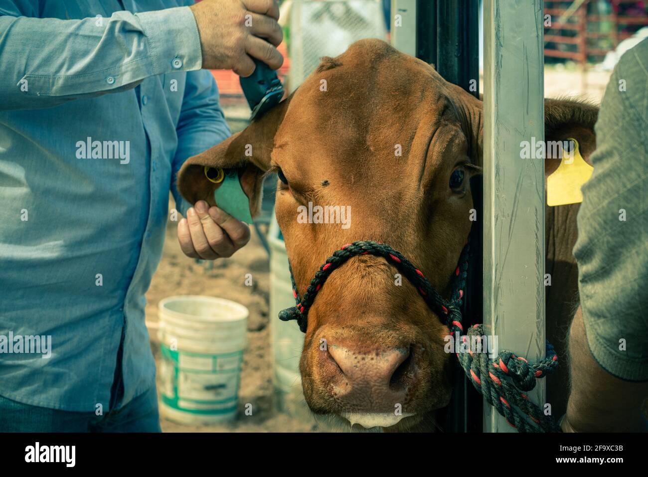 Un manipolatore rasa i capelli sull'orecchio di un toro legato ad un palo con la sua corda. Una mano tiene un rasoio, l'altra un grande floppy orecchio. Foto Stock