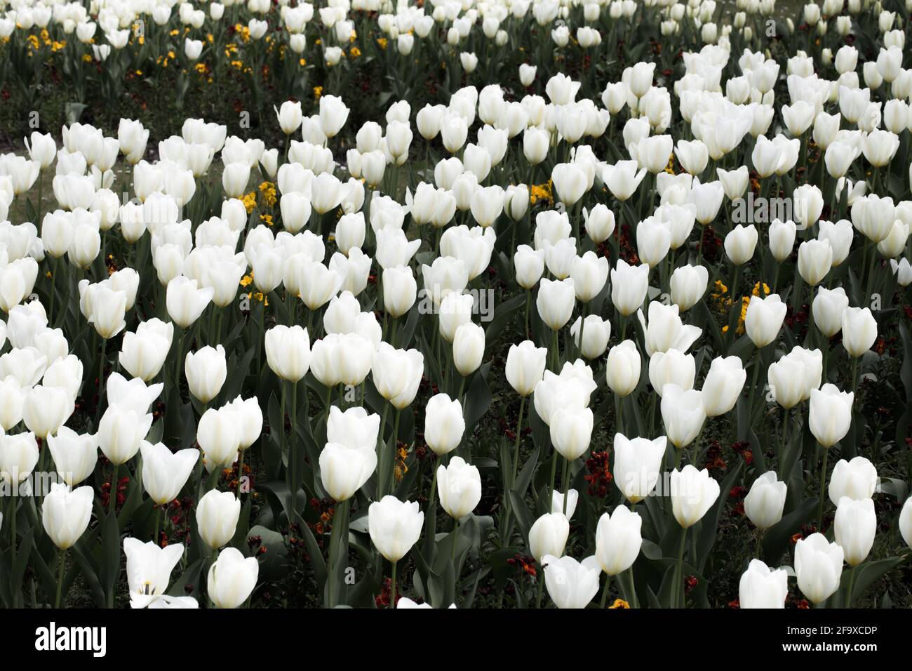Delicati tulipani bianchi in un parco inglese in un'esposizione formale di fiori bianchi vergini Foto Stock