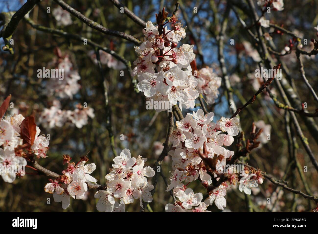 Rosa ciliegia prugna fiore, Prunus cerasifera nigra, amarena prugna, ciliegia fiorente, fioritura in primavera Foto Stock