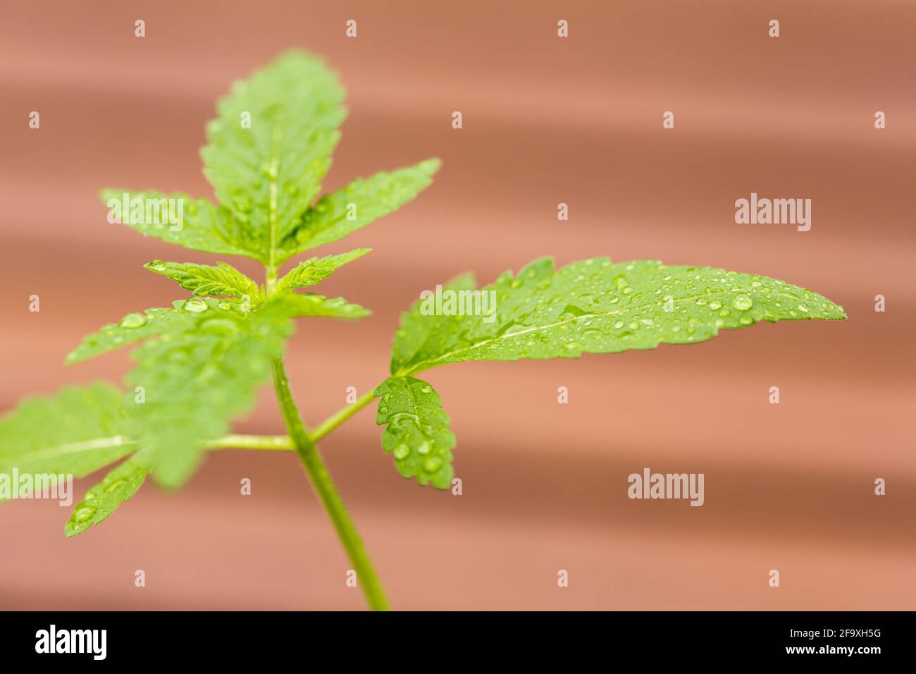 Una piccola segatura di cannabis in vaso in una piccola pentola di plastica. Medicina domestica, medicina alternativa, concetto mediale di marijuana Foto Stock