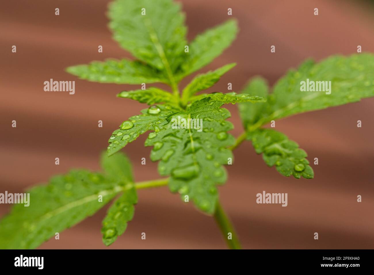 Primo piano di una foglia di cannabis con gocce d'acqua. Medicina domestica, medicina alternativa, concetto mediale di marijuana Foto Stock