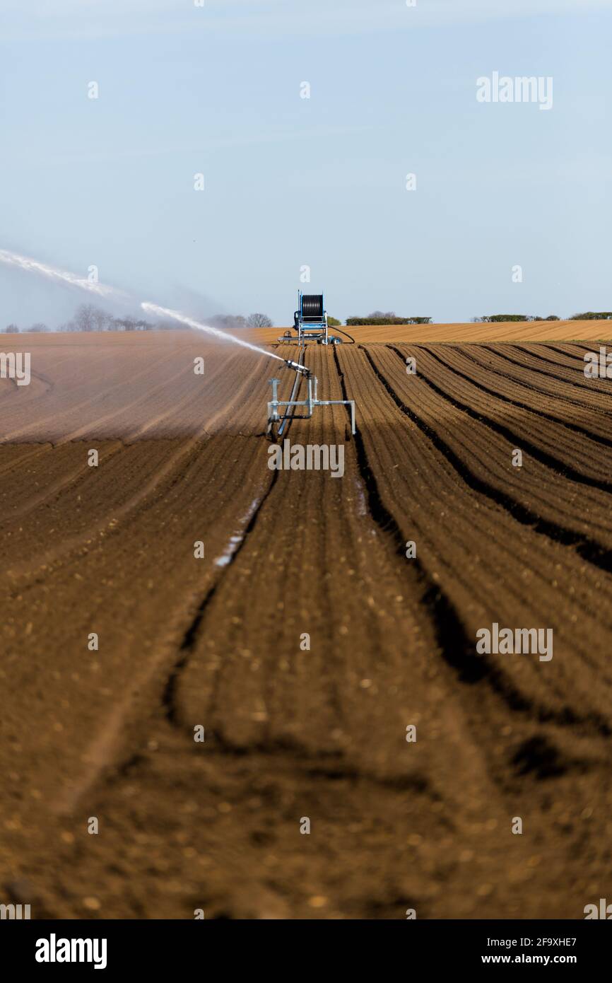 Irrigazione di un campo agricolo durante la pandemia corona. Gli agricoltori lavorano duramente per mantenere aperte le linee di approvvigionamento alimentare a livello globale Foto Stock