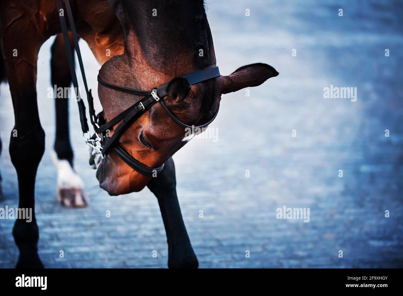 Un bel cavallo a baia elegante con una briglia sul suo muso inclinato la testa, in piedi le sue zoccoli su ciottoli. Vita equina. Foto Stock