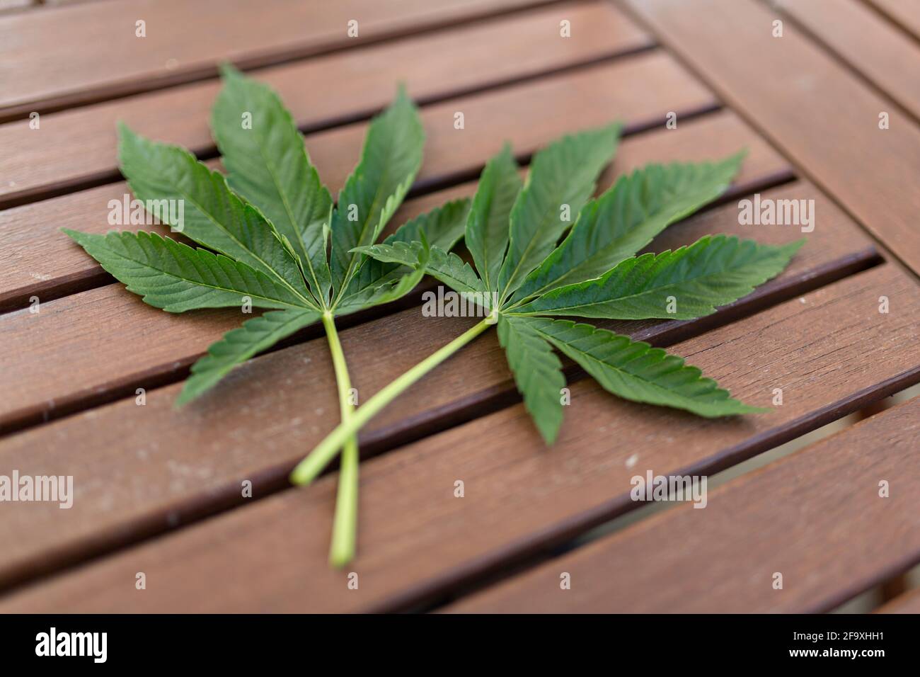 La cannabis lascia su uno sfondo di legno. Medicina domestica, medicina alternativa, concetto mediale di marijuana Foto Stock