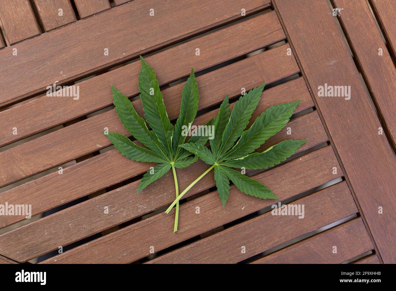 La cannabis lascia su uno sfondo di legno. Medicina domestica, medicina alternativa, concetto mediale di marijuana Foto Stock