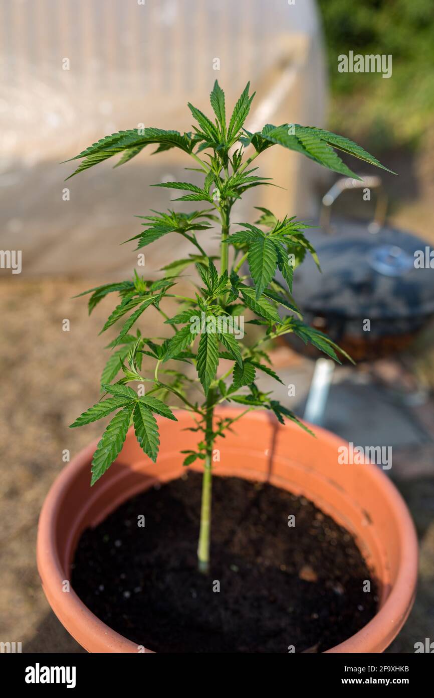 Una giovane pianta di marijuana in una pentola. Medicina domestica, medicina alternativa, concetto mediale di marijuana Foto Stock