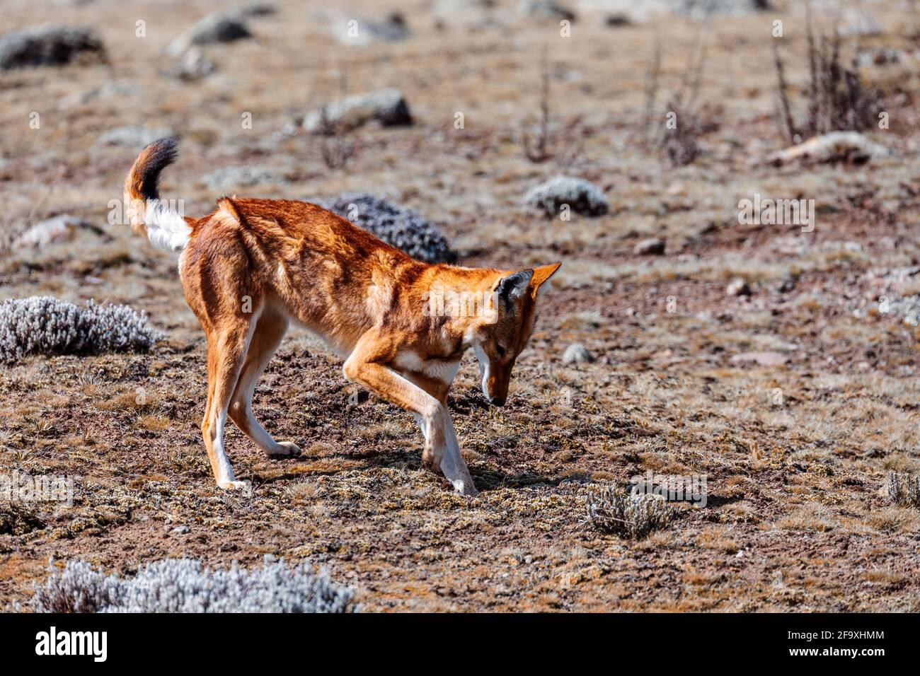Molto raro lupo etiopico endemico, Canis simensis, altopiano di Sanetti nelle montagne di Bale, caccia al lupo Grande-testa africana talpa-ratto. Africa Ethiope wildli Foto Stock