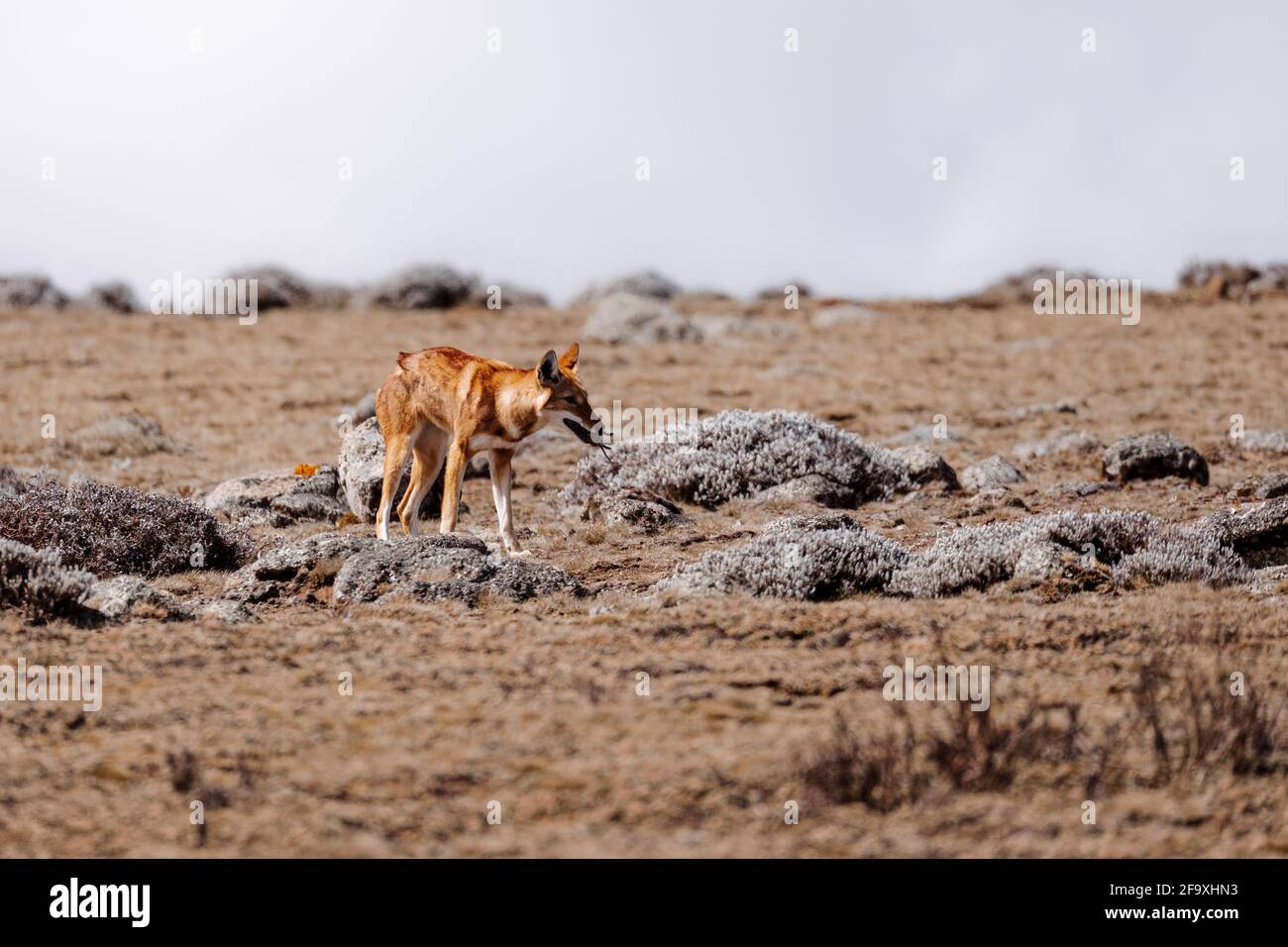 Molto raro lupo etiopico endemico, Canis simensis, altopiano di Sanetti in montagna Bale, lupo con cacciato Big-testa africana talpa-ratto in bocca. Africa Eth Foto Stock