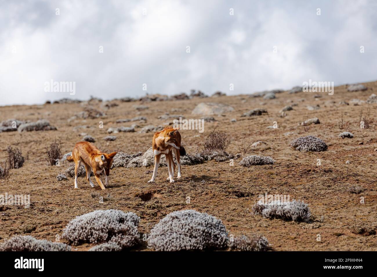 Molto raro lupo etiope endemico, maschio e femmina, Canis simensis, altopiano di Sanetti in montagna Bale, Wolf caccia Big-testa africana talpa-ratto. Africa Foto Stock