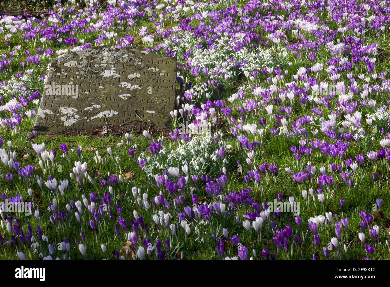 Croco fiorito in primavera e nevicate che circondano un'antica lapide nel cortile di Rhu, Argyll, Scozia Foto Stock