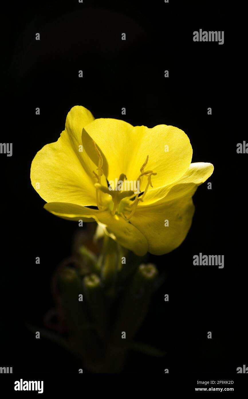 Primrose serali - Oenotera eritrosepala testa di fiore gialla Foto Stock