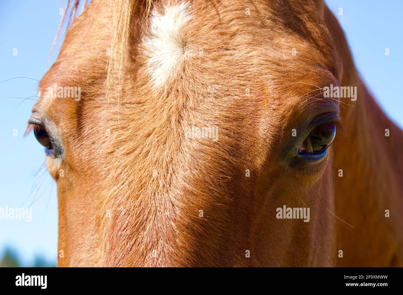 Horse, American Quarter Horse Eyes, Horse eye, Horse Vision, Horse Eyes, Horse Head, primo piano, stella del cavallo, fronte di un cavallo Foto Stock