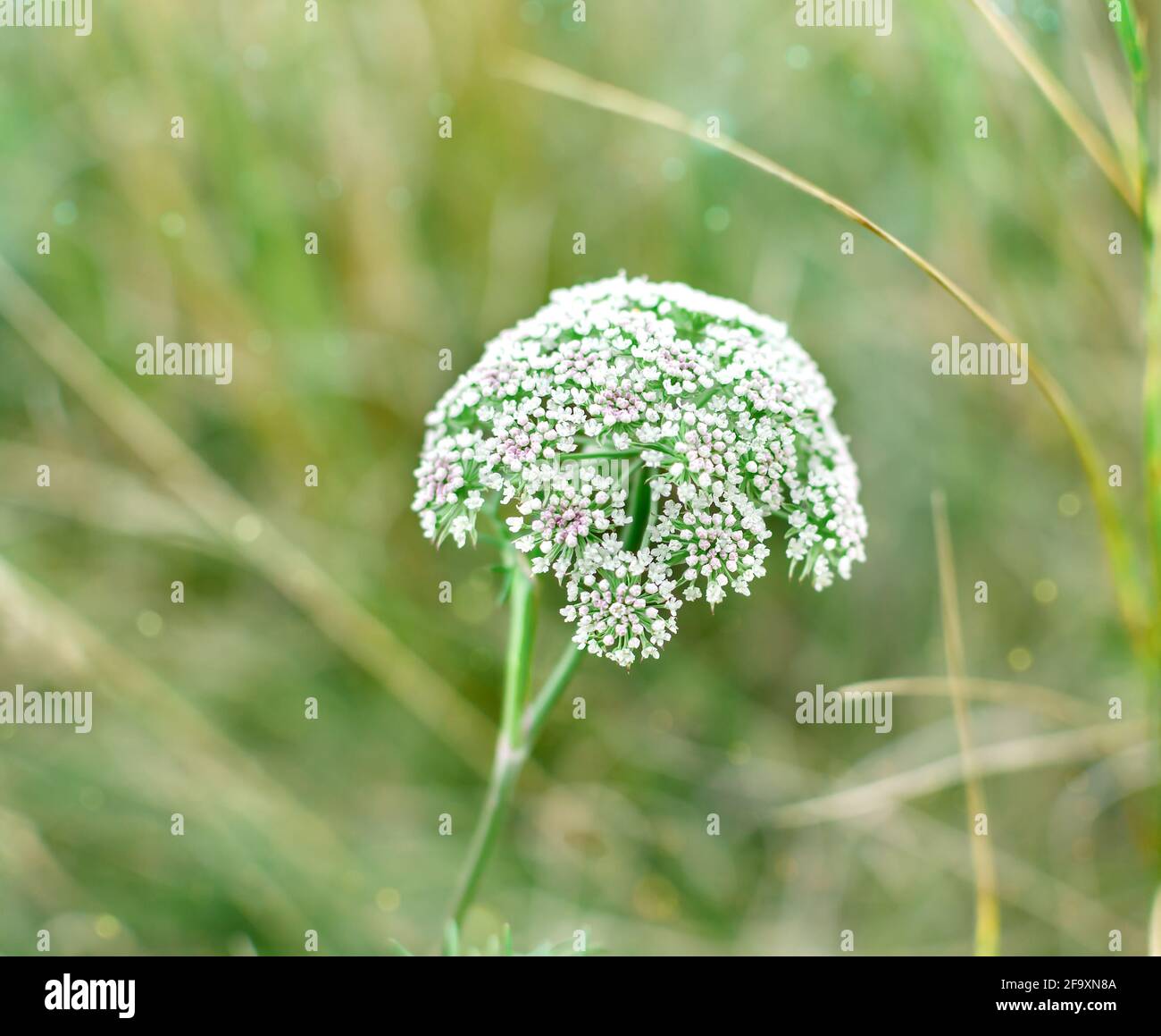 ombrello a infiorescenza con piccoli fiori bianchi, piante selvatiche  fiorite su sfondo di erba verde, in una giornata estiva Foto stock - Alamy