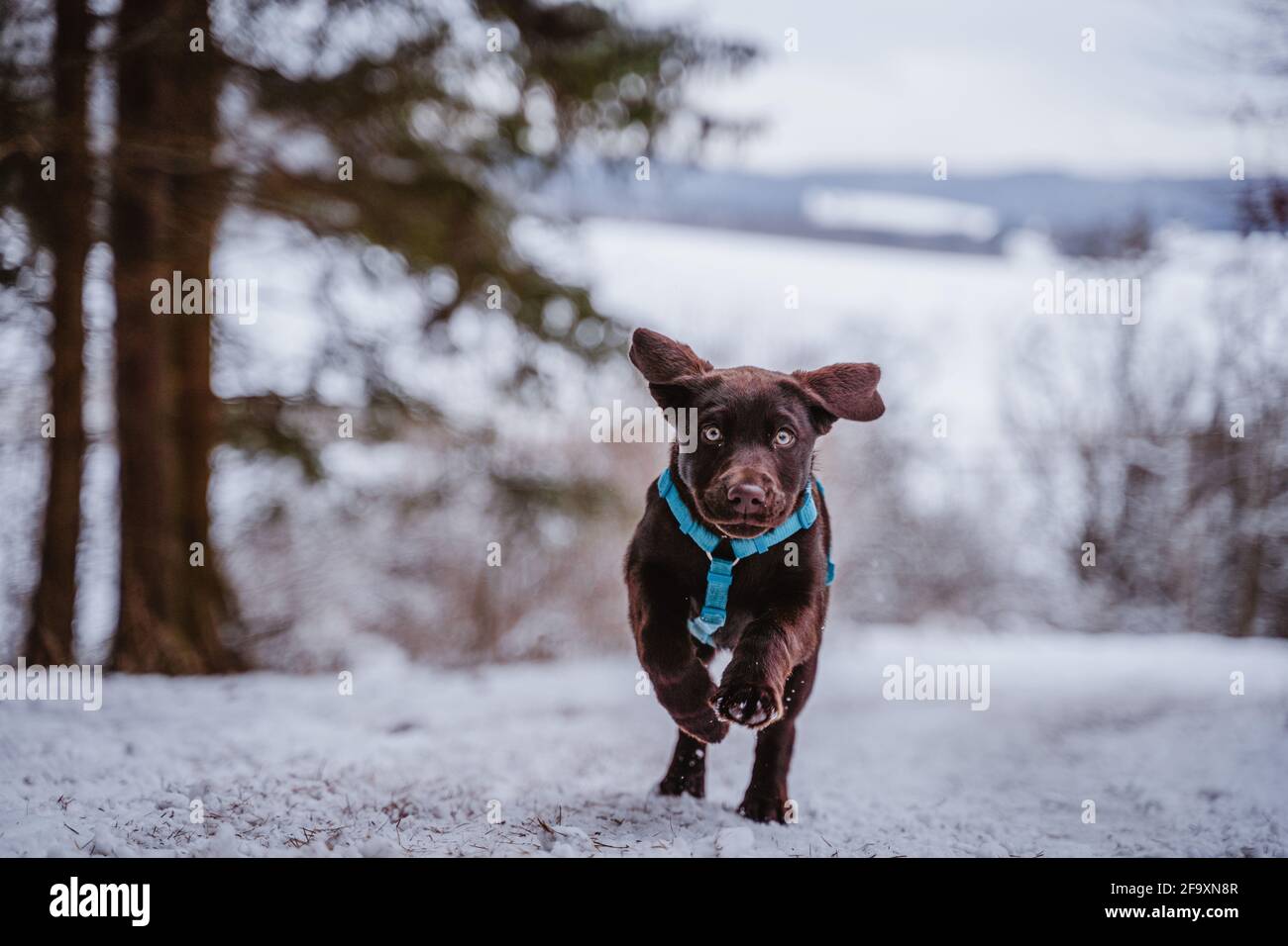 Cute marrone labrador cucciolo in neve giocare, divertirsi e correre in Germania. Foto Stock