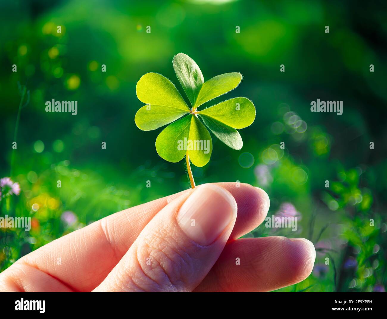 Quattro foglie Clover - buona fortuna - mani tenere Lucky Shamrock Foto Stock