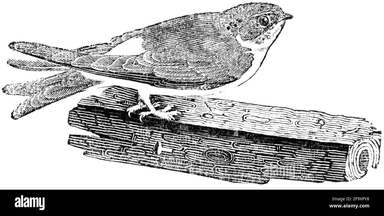 Un uccello inciso da Thomas Bewick da "la storia degli uccelli britannici" Foto Stock