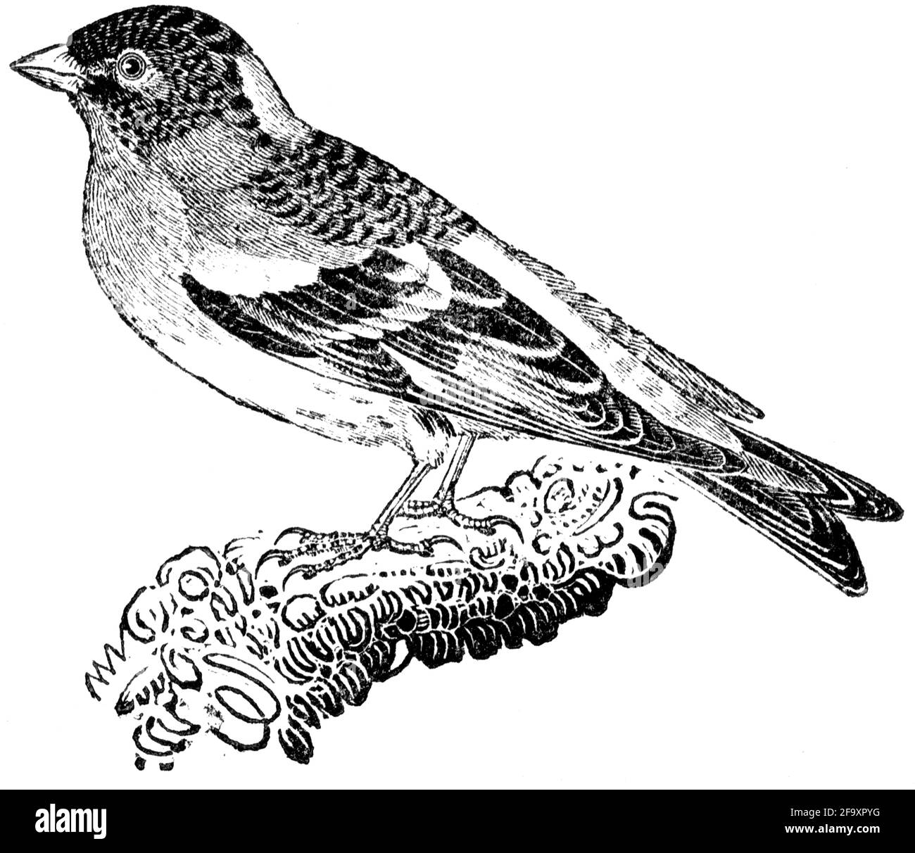 Un uccello inciso da Thomas Bewick da "la storia degli uccelli britannici" Foto Stock