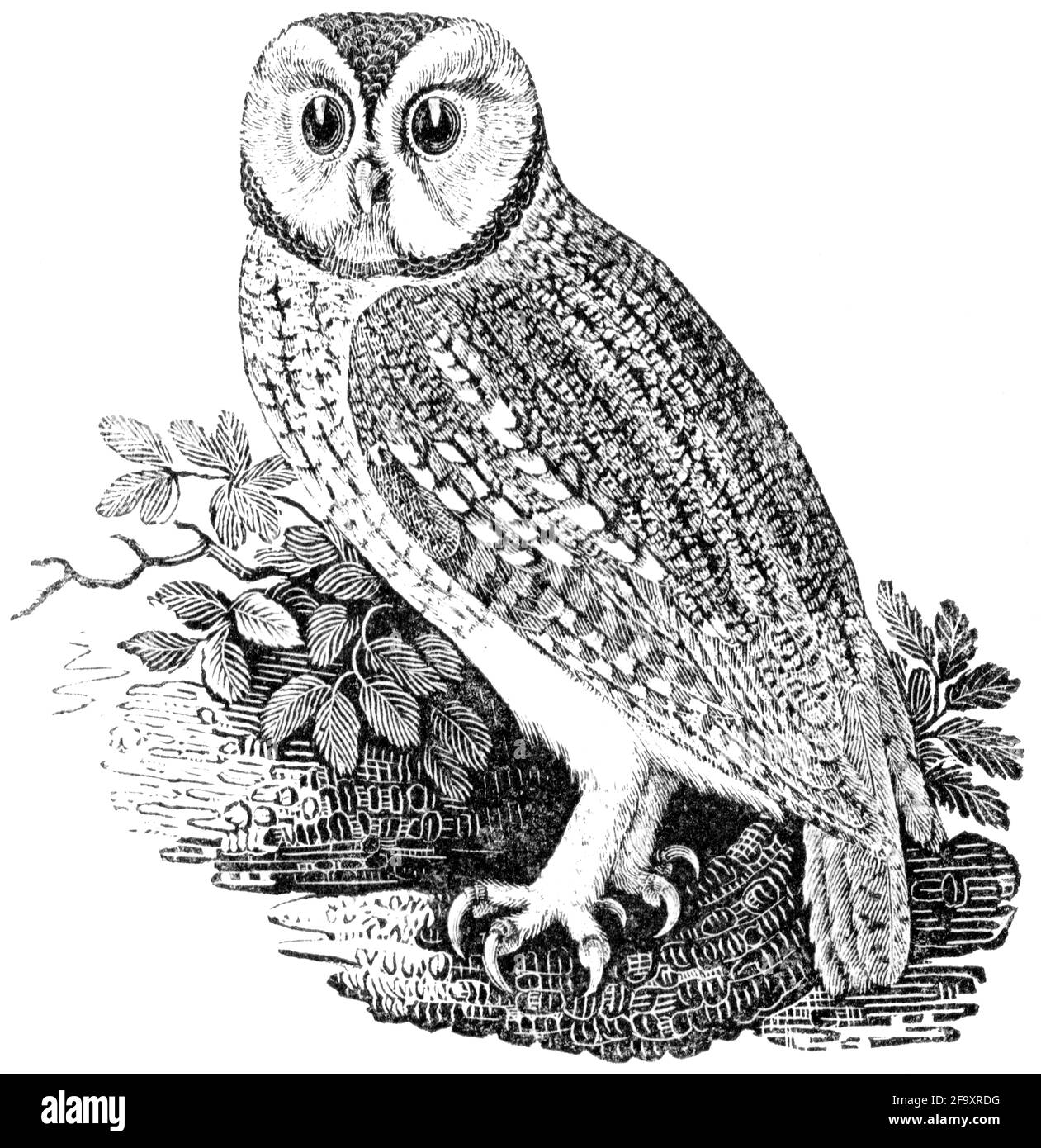Un uccello inciso da Thomas Bewick da 'la storia degli uccelli britannici' di Foto Stock
