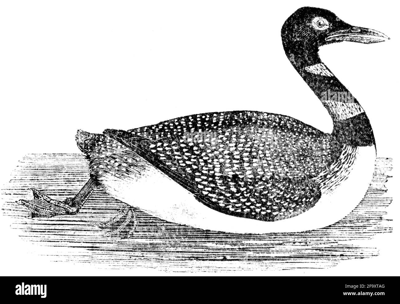 Un uccello inciso da Thomas Bewick da 'la storia degli uccelli britannici' di Foto Stock