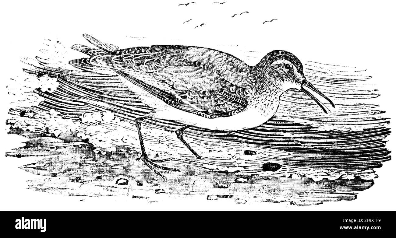 Un uccello inciso da Thomas Bewick da 'la storia degli uccelli britannici' di Foto Stock